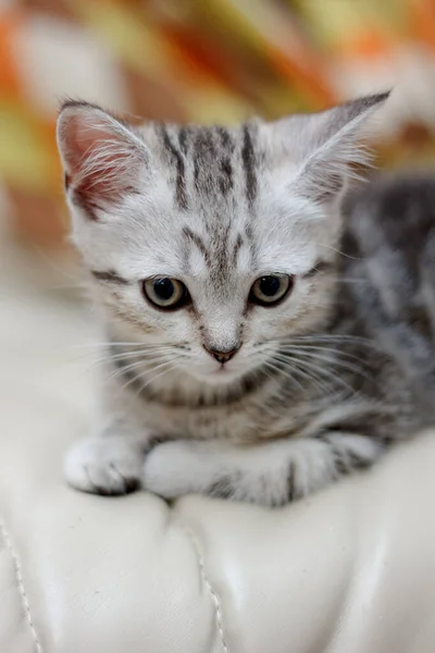 Adorável Jovem Gato Deitado Cadeira — Fotografia de Stock