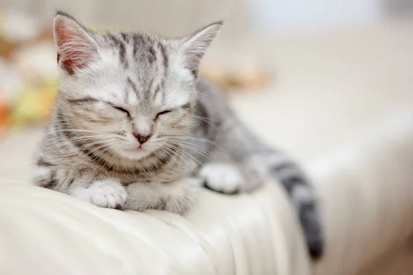Очаровательный Маленький Котенок Спит Кресле — стоковое фото