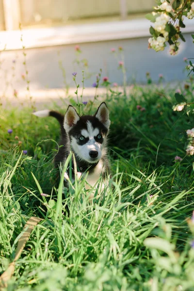 Pequeño Perro Husky Hierba Verde Día Soleado — Foto de Stock