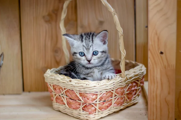 Junge Schöne Kätzchen Sitzen Einem Weidenkorb — Stockfoto