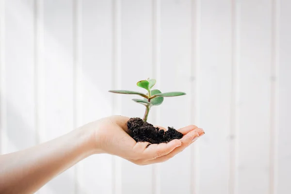 Small sprout of green plant in hand against white wall background
