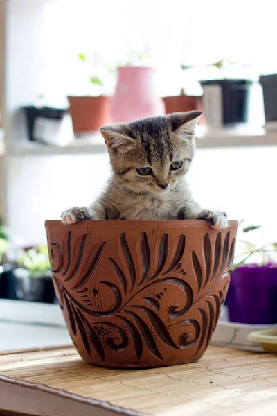 Смешной Маленький Котенок Цветочном Горшке — стоковое фото