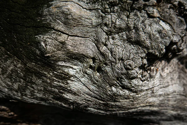 Παλιά Υφή Δέντρο Backgroun Πυροβολούν Στο Δάσος — Φωτογραφία Αρχείου