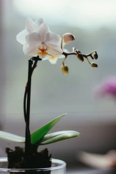 Орхідея Phalaenopsis Біла Жовтим Кольором Вікні — стокове фото