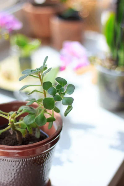 Aichrizon Tanaman Rumah Yang Indah Dalam Pot Bunga — Stok Foto
