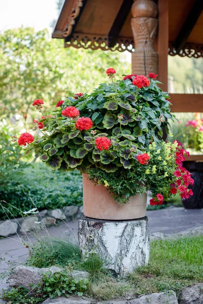 Blomma Ddar Pelargonium Eller Geranium Grã Trã Dgã — Stockfoto