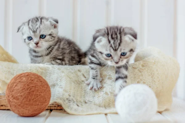 Dvě Koťátka Hrající Přízí Vlněné Kuličky — Stock fotografie