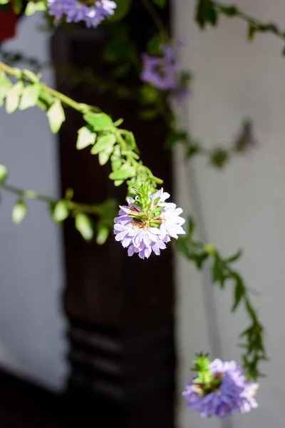 Flores Púrpuras Jardín Flores Hermosas Frescas — Foto de Stock