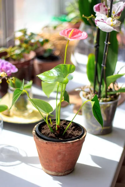 Rosa Anthurium Blume Keramiktopf Fenster — Stockfoto