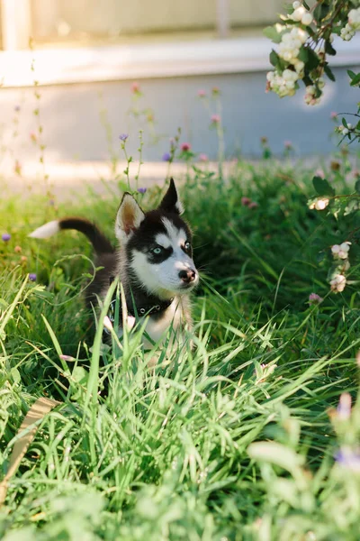 Μικρό Σκυλί Husky Στο Πράσινο Γρασίδι Ηλιόλουστη Μέρα — Φωτογραφία Αρχείου