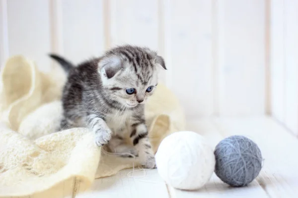 年轻的灰猫玩弄纱线球 — 图库照片