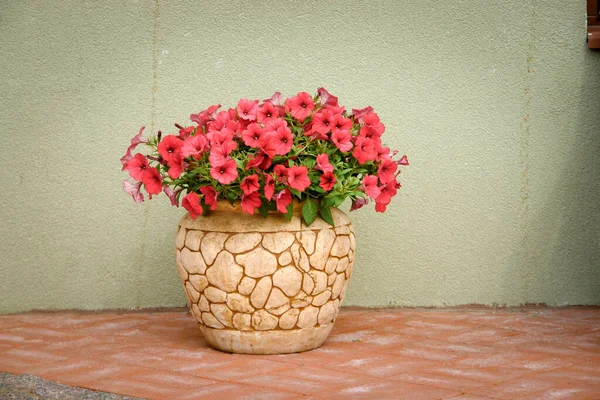 Rosa Petunya Blüten Einem Keramik Blumentopf Auf Der Straße — Stockfoto