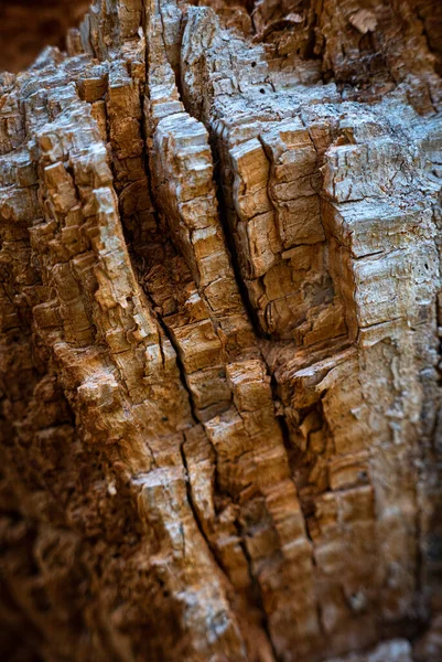 Old Tree Texture Backgroun Shoot Forest — Stock Photo, Image