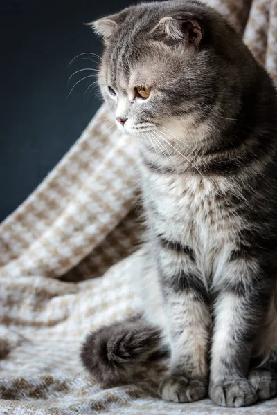 Scottish Cat Sitting Fabric Material — Stock Photo, Image