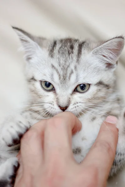 Küçük Kedi Yavrusu Ngiliz Kedisinin Portresi — Stok fotoğraf