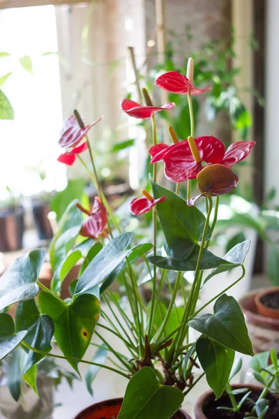Röda Anthurium Blommor Botanisk Trädgård — Stockfoto