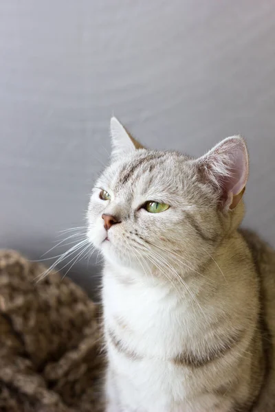 Gato Gris Retrato Gato Británico —  Fotos de Stock