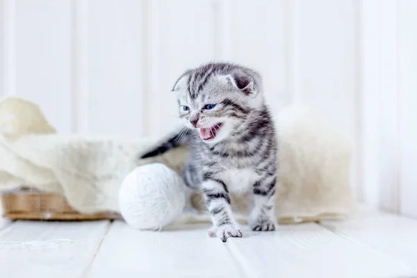 Gatito Cesta Meow Llorando Por Madre — Foto de Stock