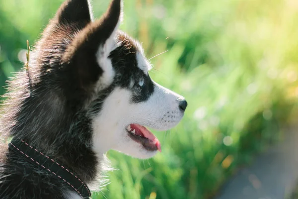 Pequeno Filhote Cachorro Husky Volta Parque Verde — Fotografia de Stock