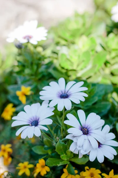 Piękne Białe Kwiaty Lato Kwiat Ogród — Zdjęcie stockowe