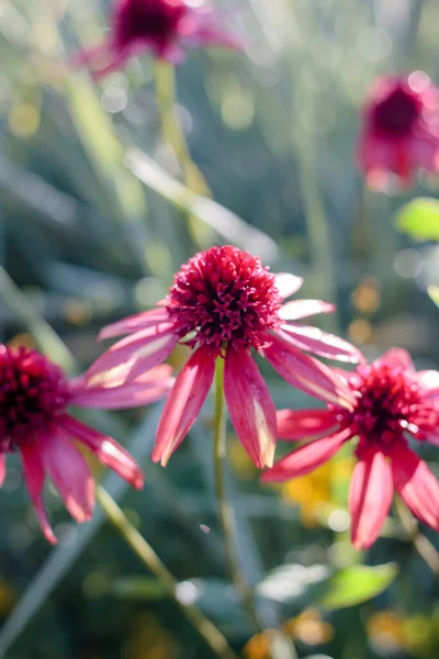 Hermosas Flores Rojas Jardín Flores Mañana Soleada —  Fotos de Stock