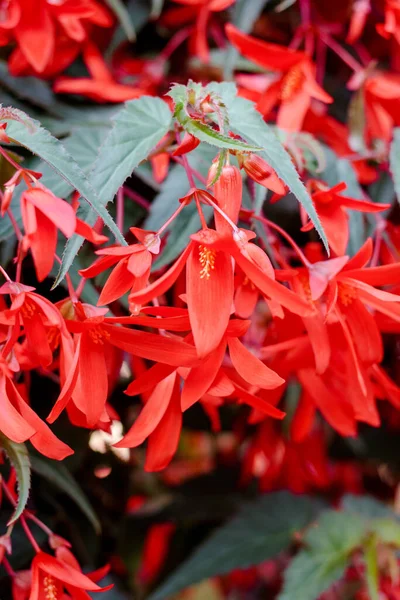 Flores Ampolla Roja Jardín Flores Mañana Verano —  Fotos de Stock