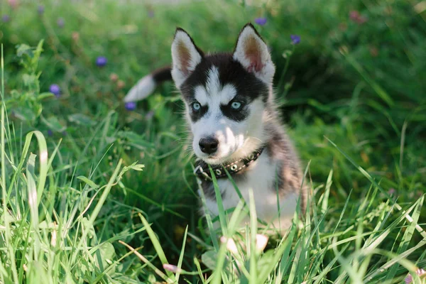 Pequeno Cão Husky Grama Verde Dia Ensolarado — Fotografia de Stock