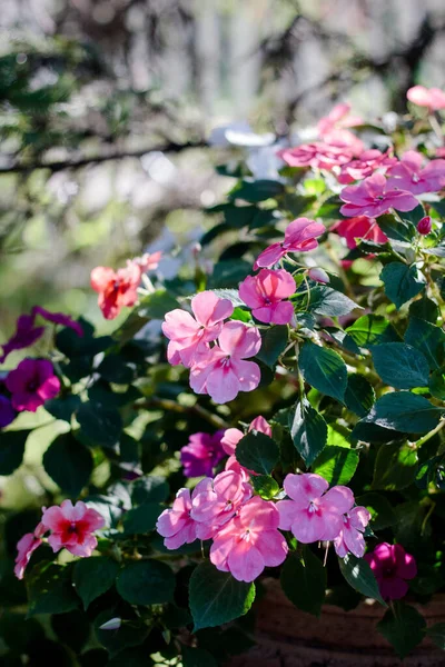 Macizo Flores Con Flores Rosadas Día Verano Otoño — Foto de Stock