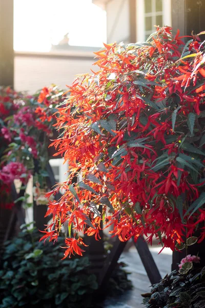 Röd Ampel Blommor Blomma Trädgård Sommaren Morgon — Stockfoto