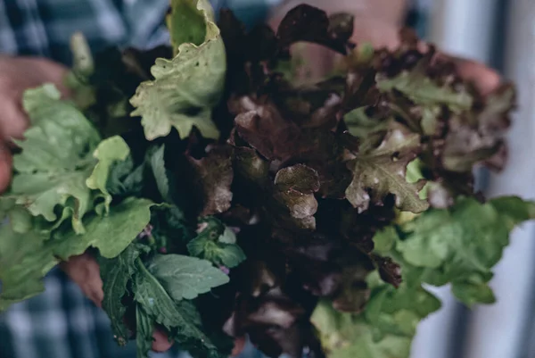 Sla Salade Handen Van Een Boer — Stockfoto