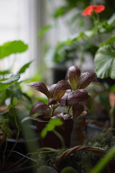 Fittonia Plante Maison Pot Fleurs Arrondi Avec Des Plantes Maison — Photo