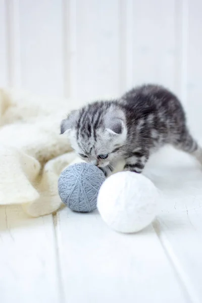 若い灰色の猫が糸の玉で遊ぶ — ストック写真
