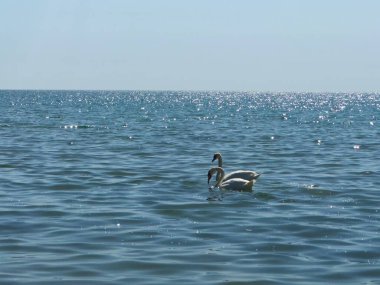 Açık denizde huzur içinde süzülen iki kuğu berrak bir gökyüzünün altında, su yüzeyinde parıldayan güneş ışığı..