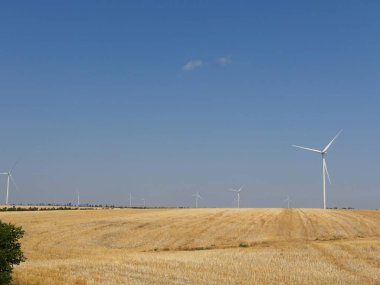 Geniş bir arazide temiz enerji yel değirmenleri, sarı bitkiler ve açık gökyüzü..