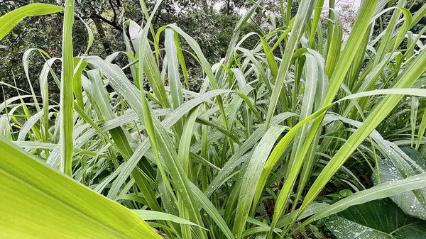 Taze yeşil çimenler ve sabah çiğ damlaları
