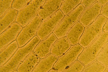 Soğan hücrelerinin 400x büyütülmüş mikroskobik fotoğrafı