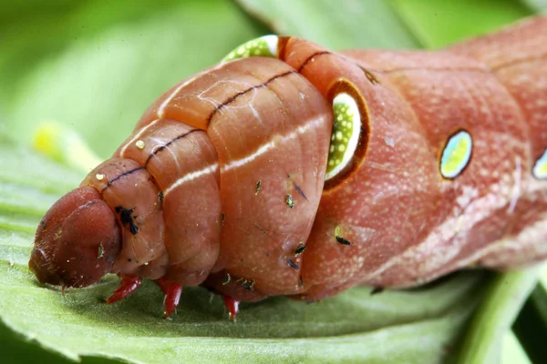 Bruin Vet Caterpillar Klim Stengels Groene Bladeren — Stockfoto