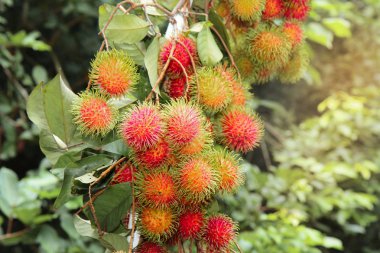 Olgun kırmızı Rambutan bahçesinde bir grup olduğunu.