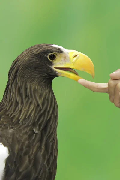 Use the index finger to touch the mouth of Steller\'s sea eagle bird