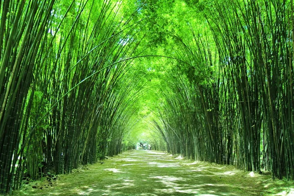Doğal olarak oluşur wat Chulabhorn Wanaram, Nakhon Nayok, Tayland arbor Bambu Ormanı