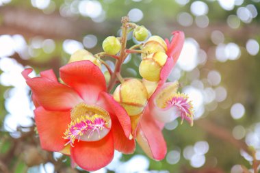 Pembe top mermisi çiçek (çağrı Tay Sal çiçek) ile arka plan yeşil güzel. Seçici odak