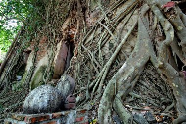 Geniş açılı görünüş ağaçlar yan kapak bina, Wat Kung, görünmeyen Tayland, güzel Buda resim bir ağaç tapınak Kung kampı, Bang Bang Samut Songkhram Budist