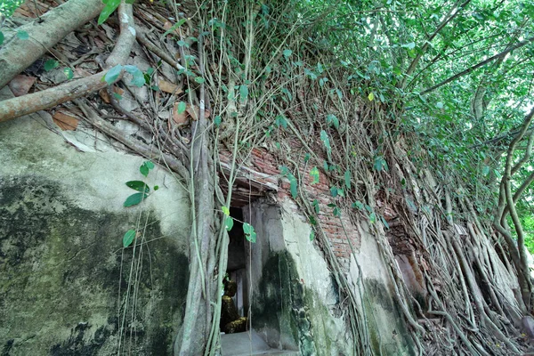 Wide Angle View Side Trees Cover Buddhist Building Wat Bang — Stock Photo, Image