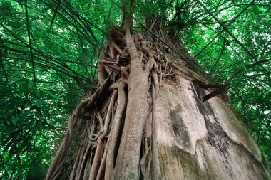 Geniş açılı görünüş ağaçların arkasında kapak bina, Wat Kung, görünmeyen Tayland, güzel Buda resim bir ağaç tapınak Kung kampı, Bang Bang Samut Songkhram Budist