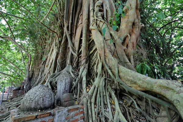 Geniş Açılı Görünüş Ağaçlar Yan Kapak Bina Wat Kung Görünmeyen — Stok fotoğraf