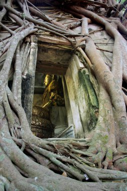 Samut Songkhram, Tayland, 18 Ağustos 2018, Bang Kung kampı, bir duvar inşa edildi, bir tapınak, Wat Kung, Bang görünmeyen Tayland yaparak güzel Buda resim bir ağaç Tapınak 