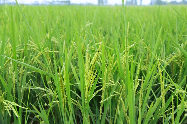 Рис Производит Зерна Зеленое Полное Изображение Области Рисового Поля — стоковое фото