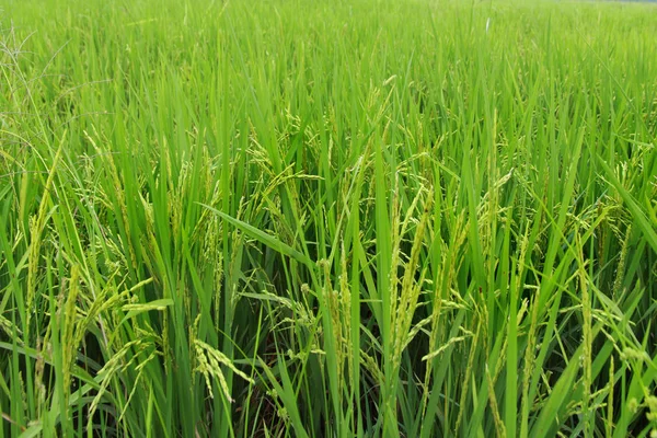 Ρύζι Παράγουν Σιτηρά Πράσινη Περιοχή Πλήρη Εικόνα Του Ριζοχώραφο — Φωτογραφία Αρχείου