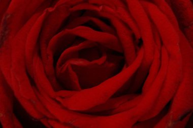 Orta kırmızı gülün üstüne fotoğraf kapatmak.