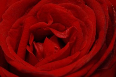 Orta kırmızı gülün üstüne fotoğraf kapatmak.